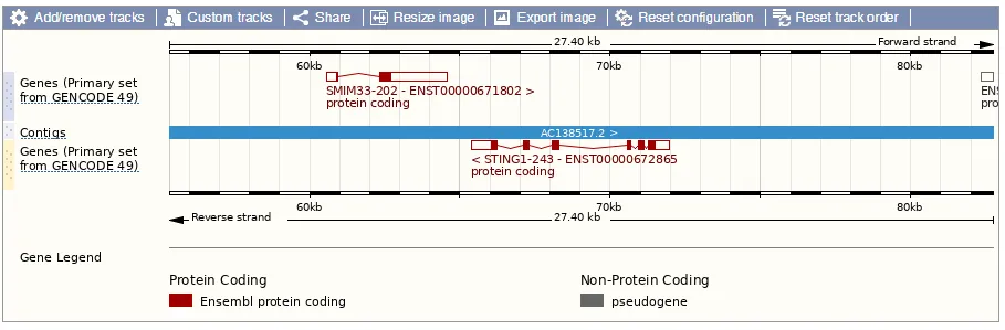 Ensembl genome browser screenshot showing two overlapping protein-coding transcripts in the same locus: SMIM33-202 on the forward strand and STING1-243 on the reverse strand.